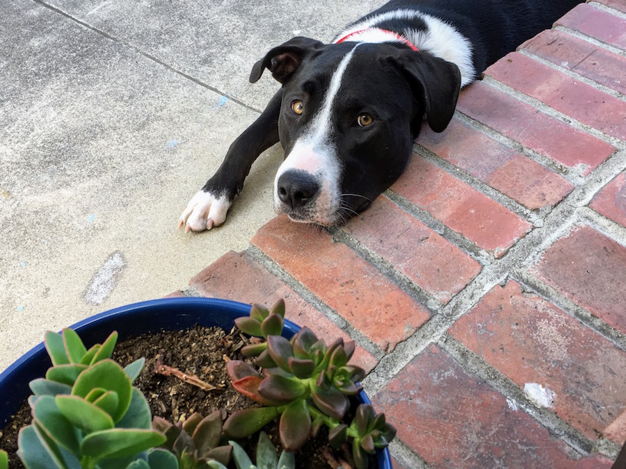 lucy_01.jpg